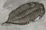 Dalmanites Trilobite Fossil - New York #99027-3